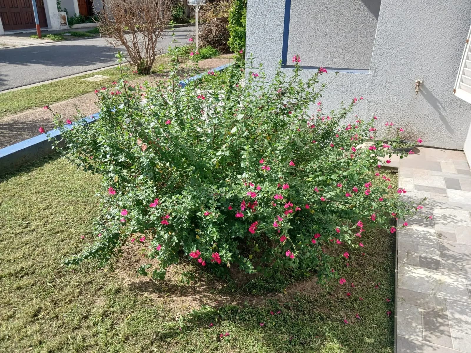 Arbusto de salvia con flores fucsias mantenido