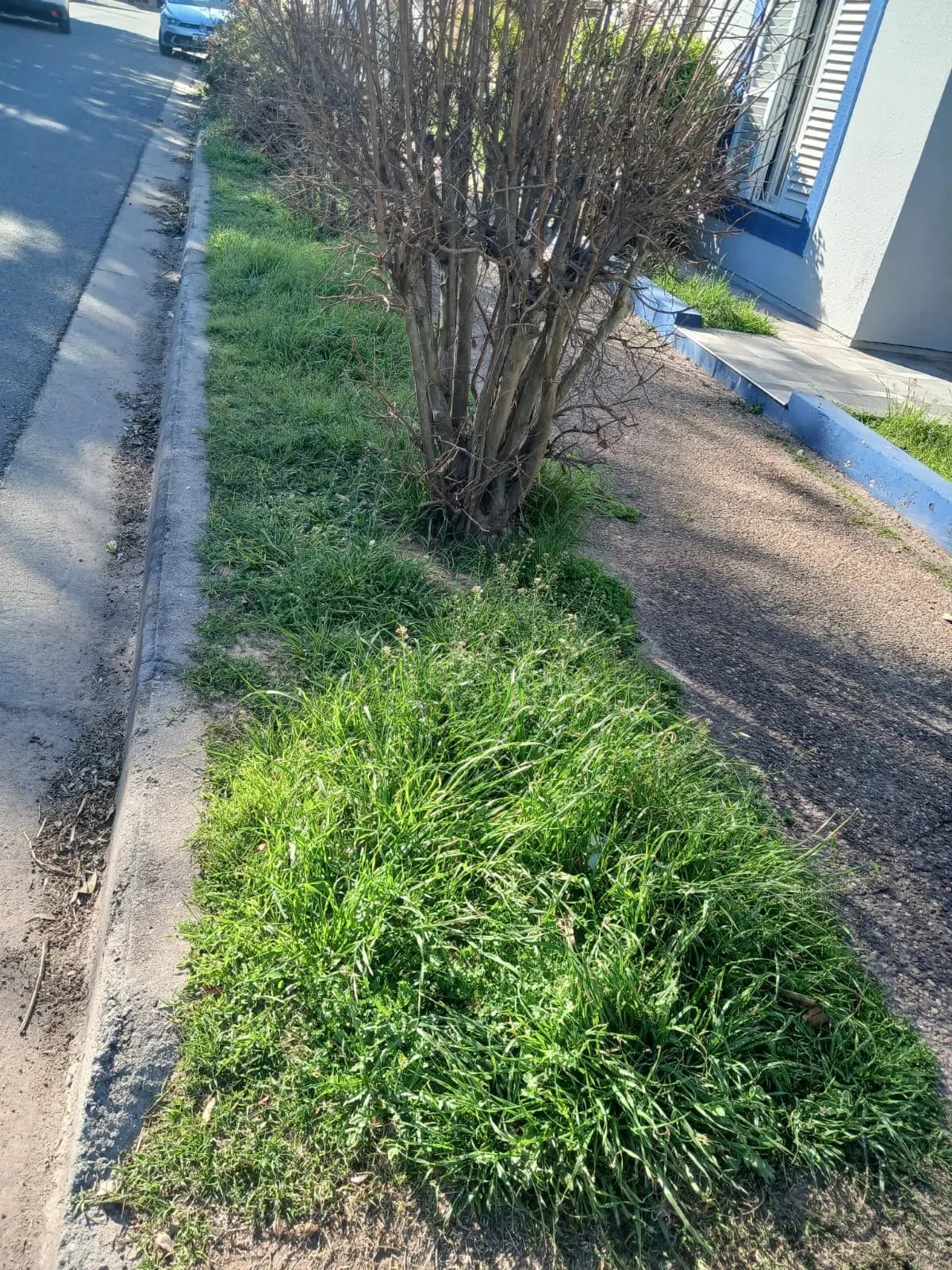 Cordón de vereda desmalezado y limpio