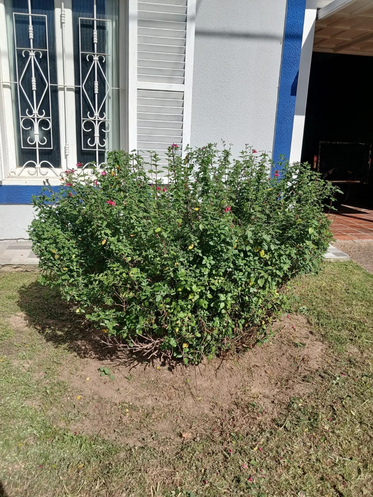 Arbusto prolijo en el frente de una casa