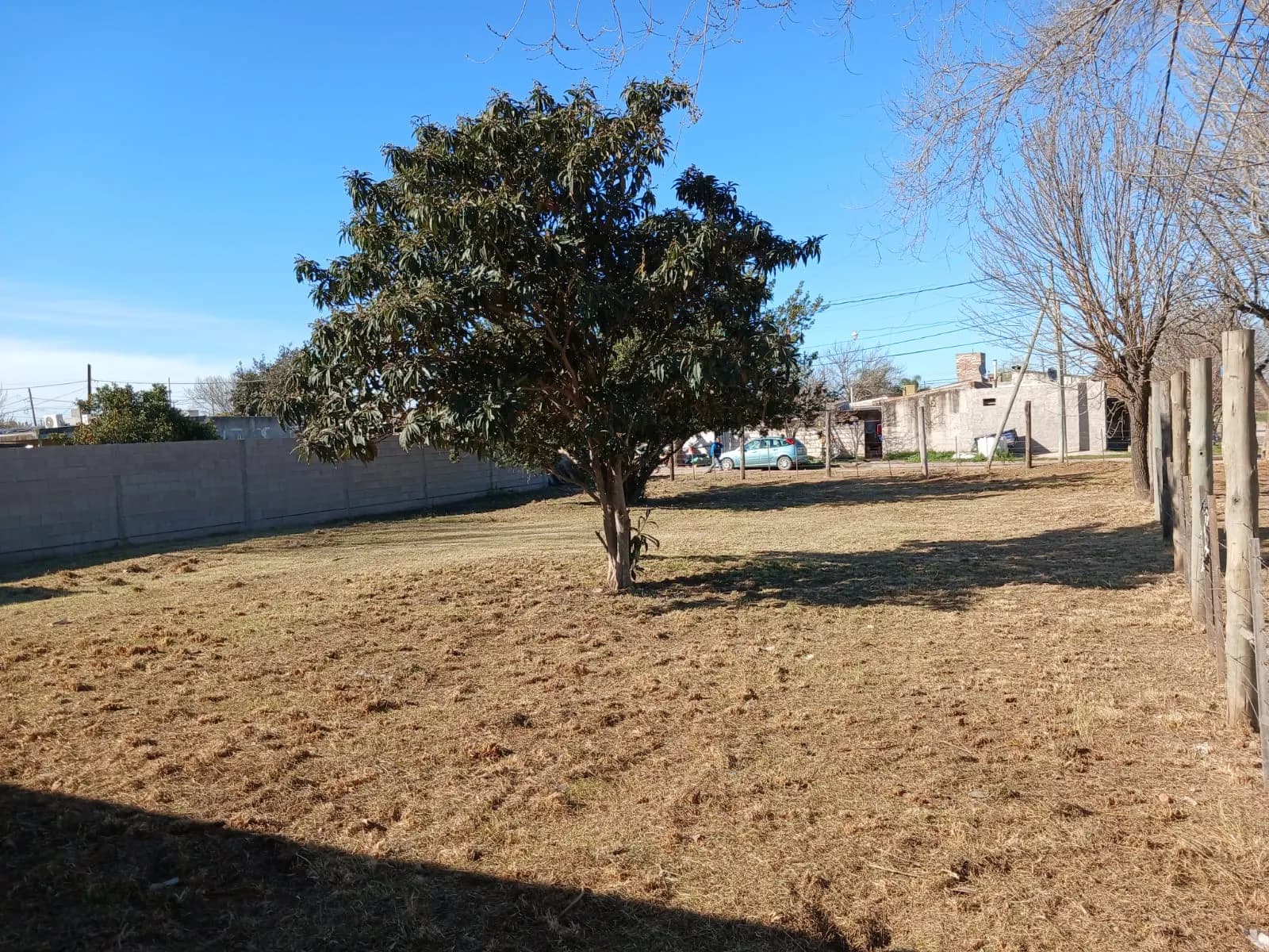 Lote desmalezado con árbol en un predio de Bell Ville