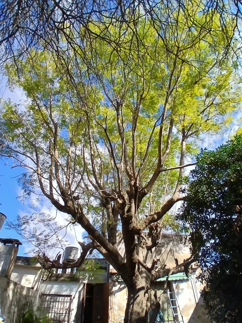 Árbol podado rebrotando en un patio
