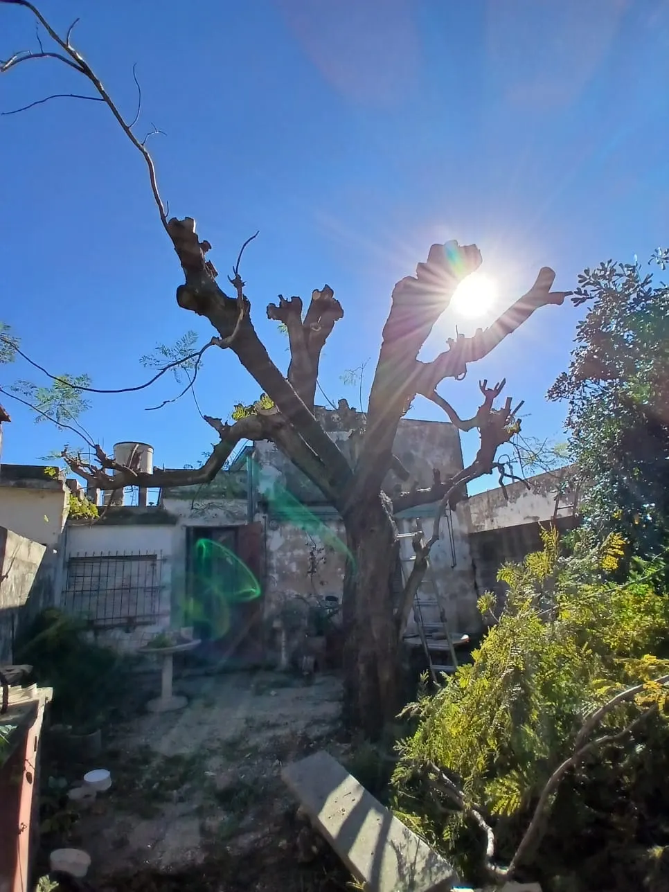 Poda de árbol en patio — después del trabajo