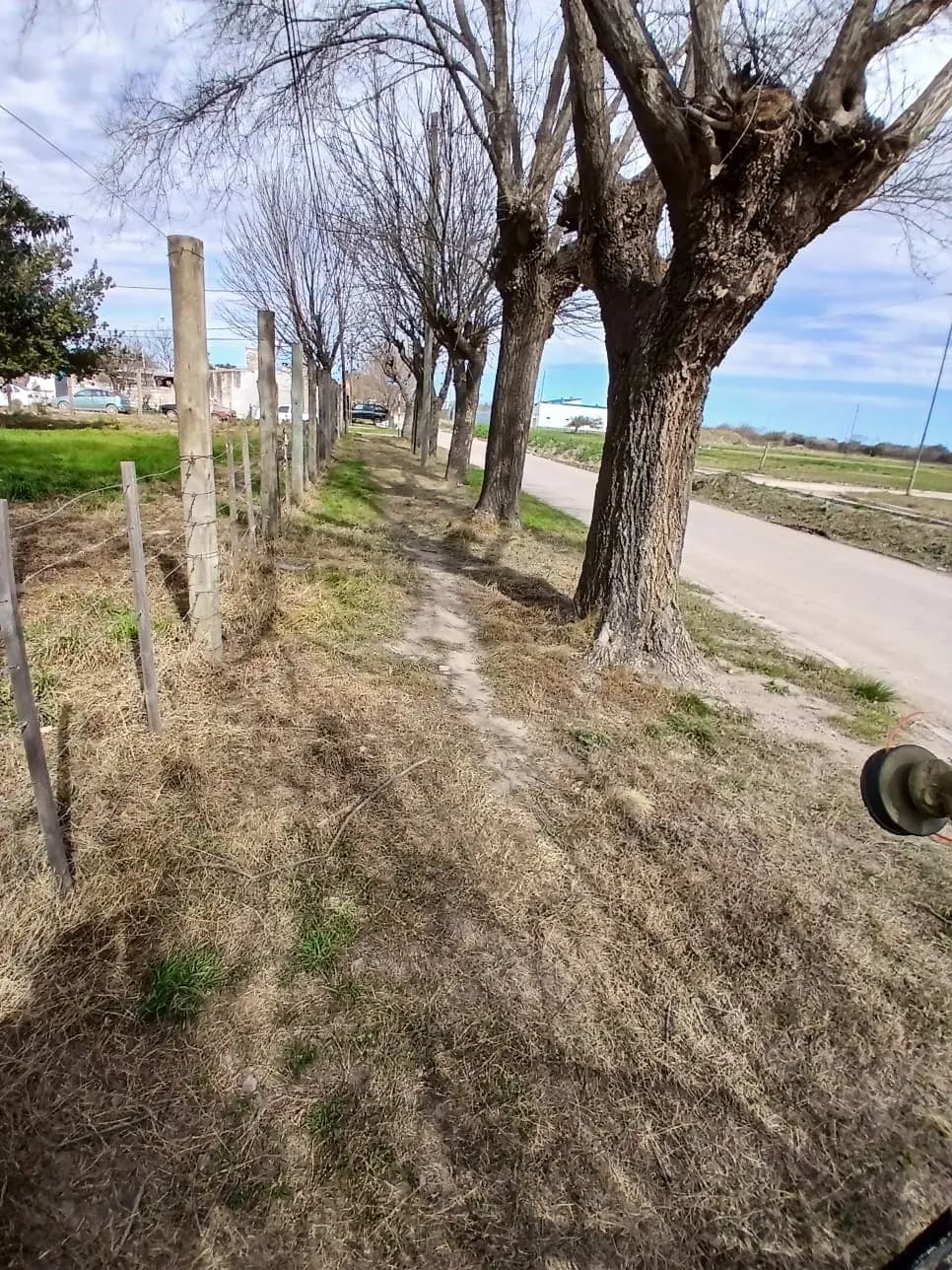 Vereda arbolada con pasto recién cortado